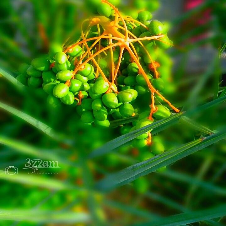 green color, close-up, focus on foreground, leaf, growth, plant, nature, selective focus, animal themes, insect, beauty in nature, outdoors, day, no people, stem, animals in the wild, green, freshness, twig, one animal