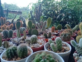 Close-up of succulent plants on field