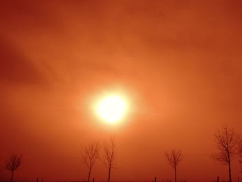 Silhouette of trees at sunset