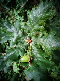 Close-up of insect on plant