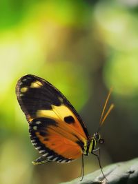 Close-up of butterfly on plant