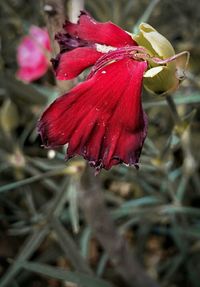 Close-up of red flower