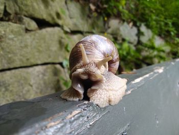 Close-up of snail on rock