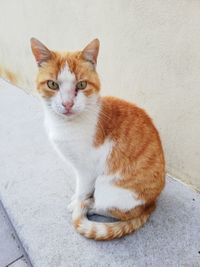 Portrait of cat sitting outdoors