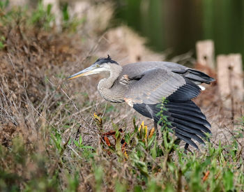 Bird flying over grass