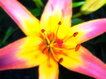 Close-up of yellow flower