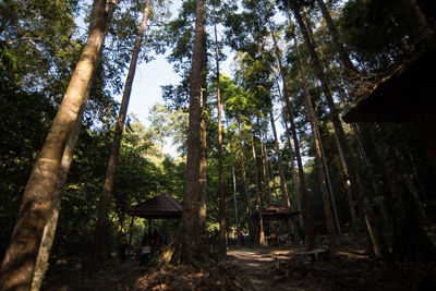 Low angle view of bamboo trees in forest