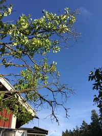 Low angle view of building against blue sky