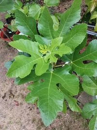 High angle view of green leaves on land