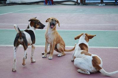 Dogs sitting on street