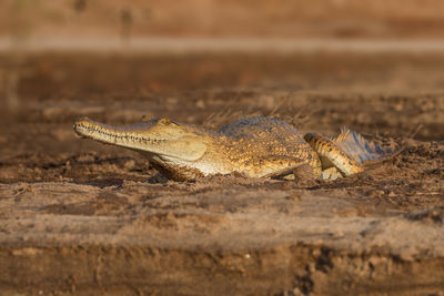 Close-up of alligator