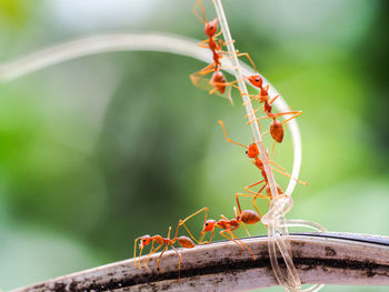 Close-up of fire ants on string and cable