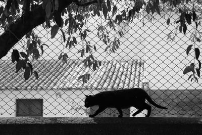 Side view of two people on chainlink fence