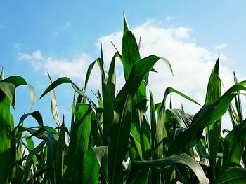 Low angle view of plants growing against sky