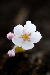 Close-up of white flowers blooming on tree