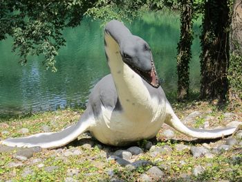 Close-up of swan on lake