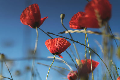 Close-up of red poppy flowers