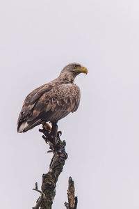 Low angle view of eagle perching on tree against sky