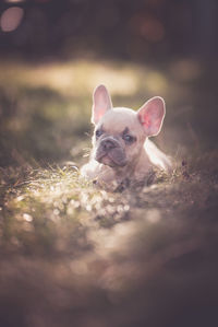 Portrait of a dog on field