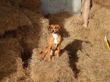 Portrait of dog sitting on hay