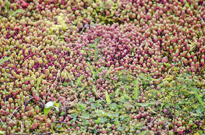 Full frame shot of purple flowering plants