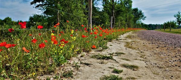 Red poppy flowers on field by road against sky