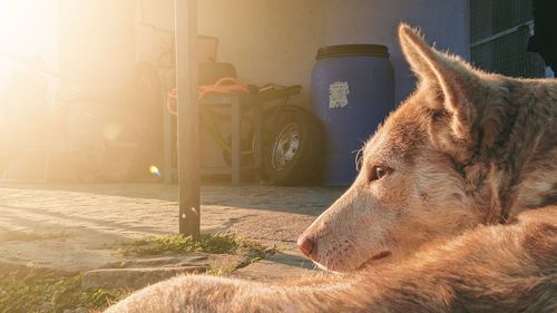 Close-up of a dog looking away