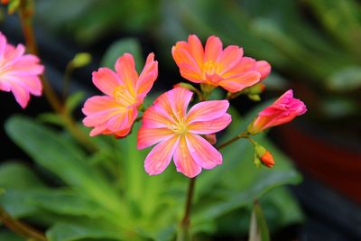 Close-up of pink flowering plant