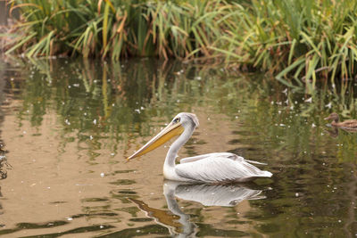 Swan swimming in lake