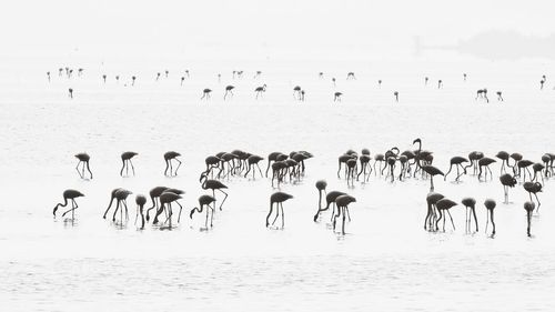 Flock of birds on beach