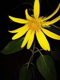 Close-up of yellow flowers