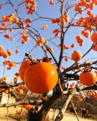 Orange fruits on tree