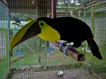 Close-up of bird perching in cage