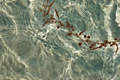 Reflection of trees in water