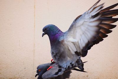 Close-up of pigeon flying against wall