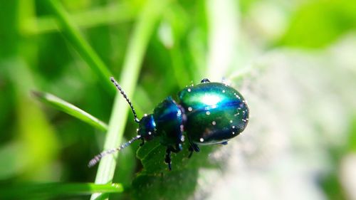 Close-up of insect on plant