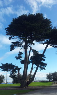 Trees on field against cloudy sky