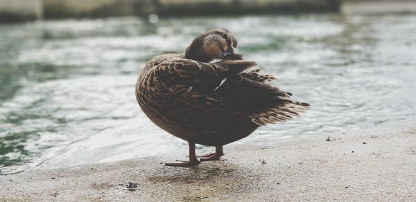 Close-up of a bird on the beach