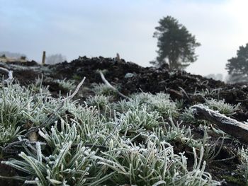 Frozen grass on field during winter