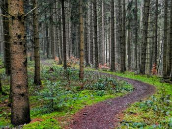 Pine trees in forest