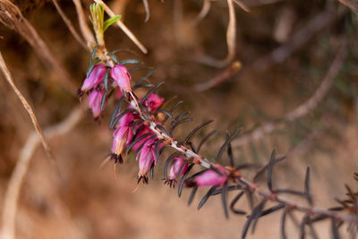 Close-up of pink flowering plant