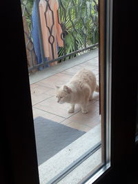 Cat looking through window