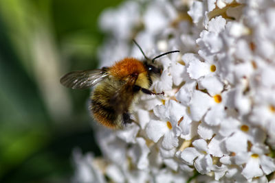 Close-up of bee pollinating on white flower