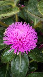 Close-up of water lily blooming outdoors