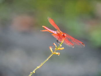 Close-up of insect on red flower