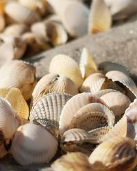 Close-up of shells