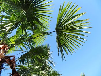 Low angle view of palm tree against sky