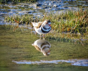 Duck in lake