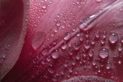 Full frame shot of raindrops on pink flower