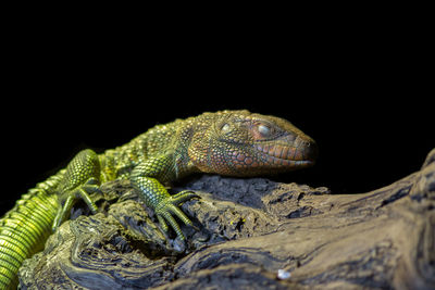 Close-up of green iguana